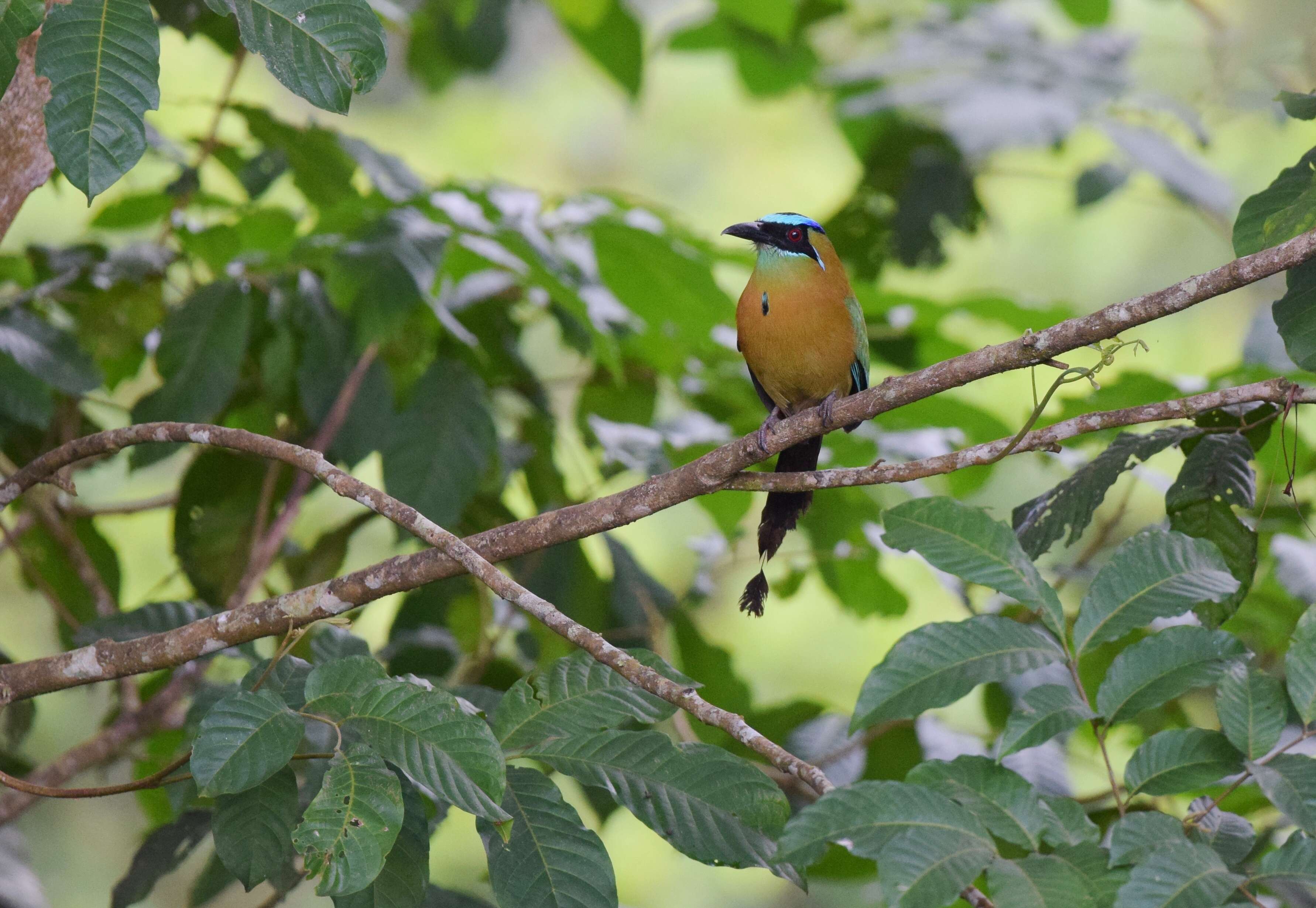 Image de Motmot de Lesson