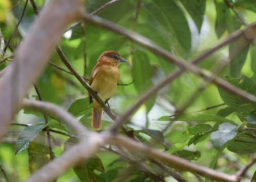 Plancia ëd Pachyramphus cinnamomeus Lawrence 1861