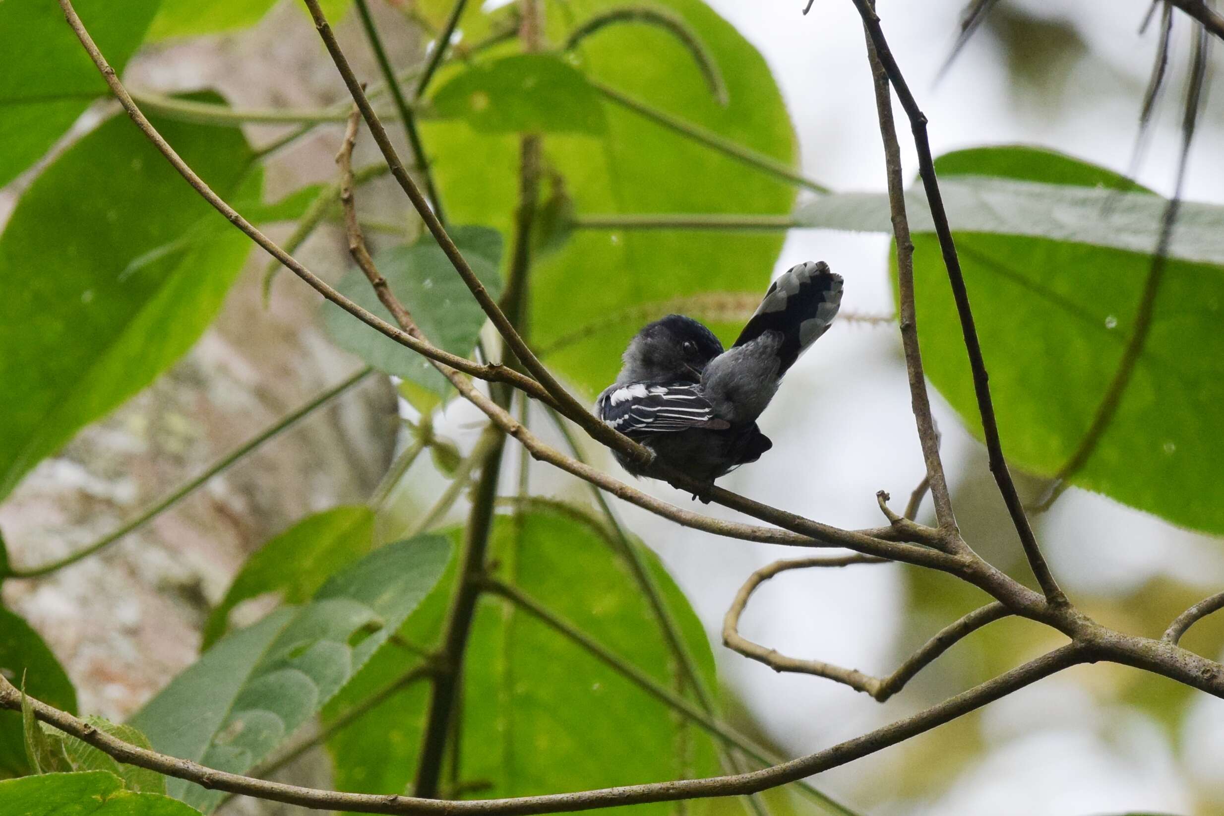 Image of White-winged Becard