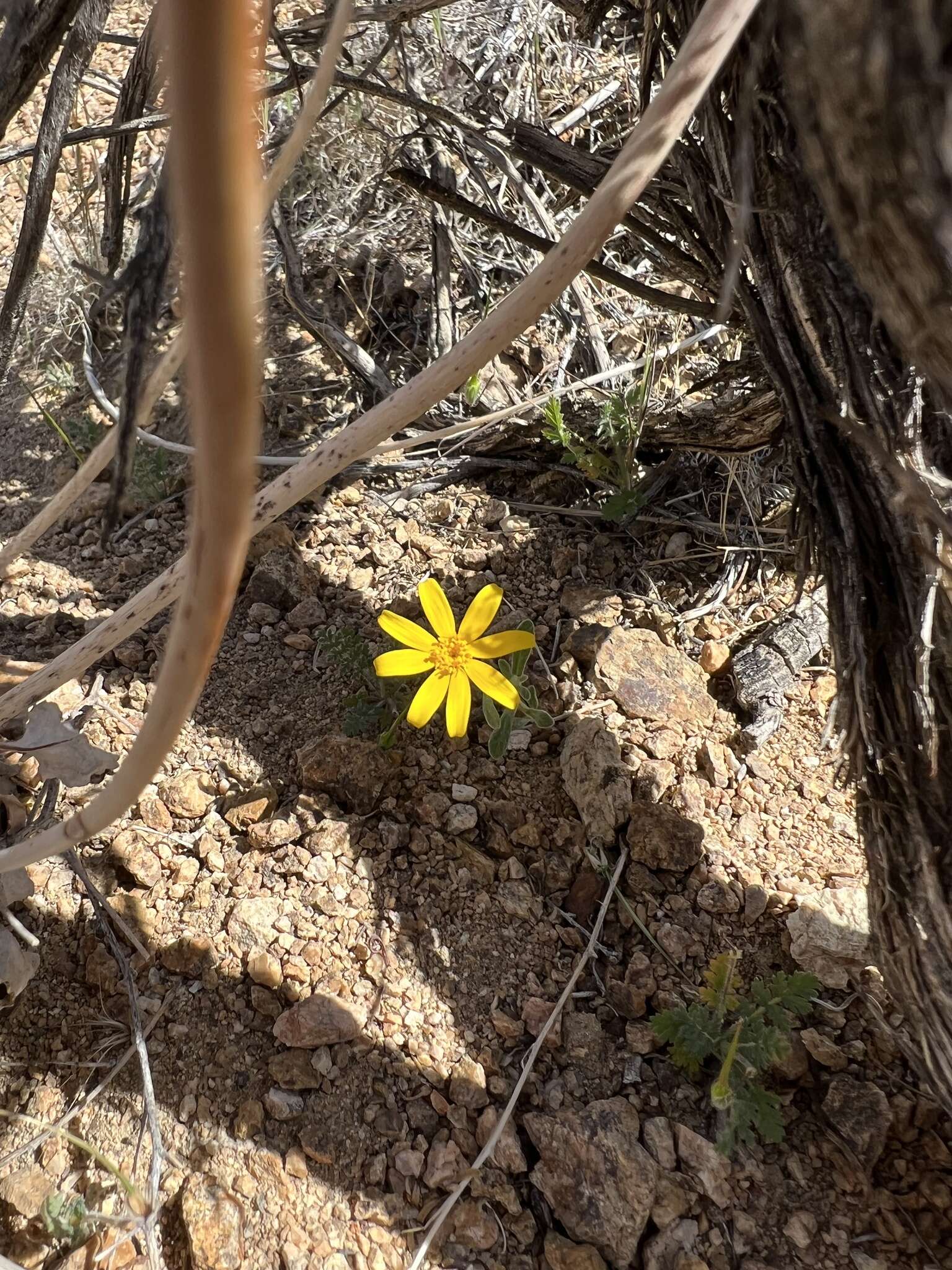 Image de Eriophyllum ambiguum var. paleaceum (Brandeg.) Ferris