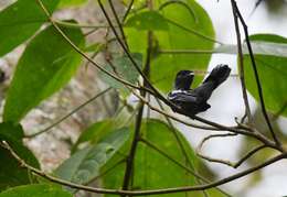 Image of White-winged Becard