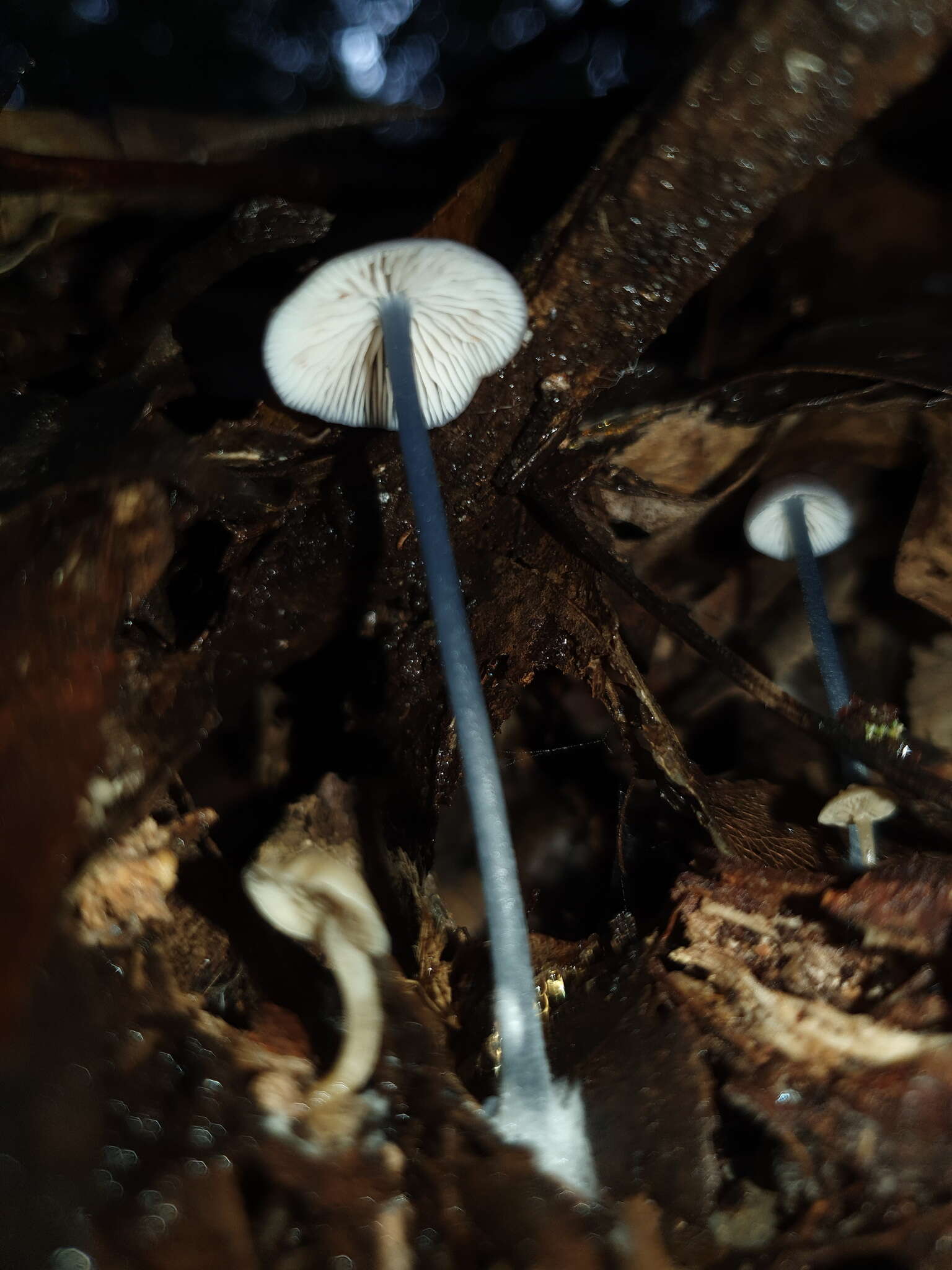 Image of Entoloma albidocoeruleum G. M. Gates & Noordel. 2007