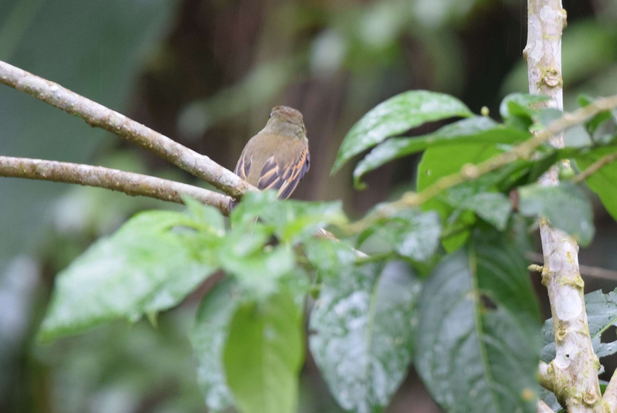 Image of White-winged Becard