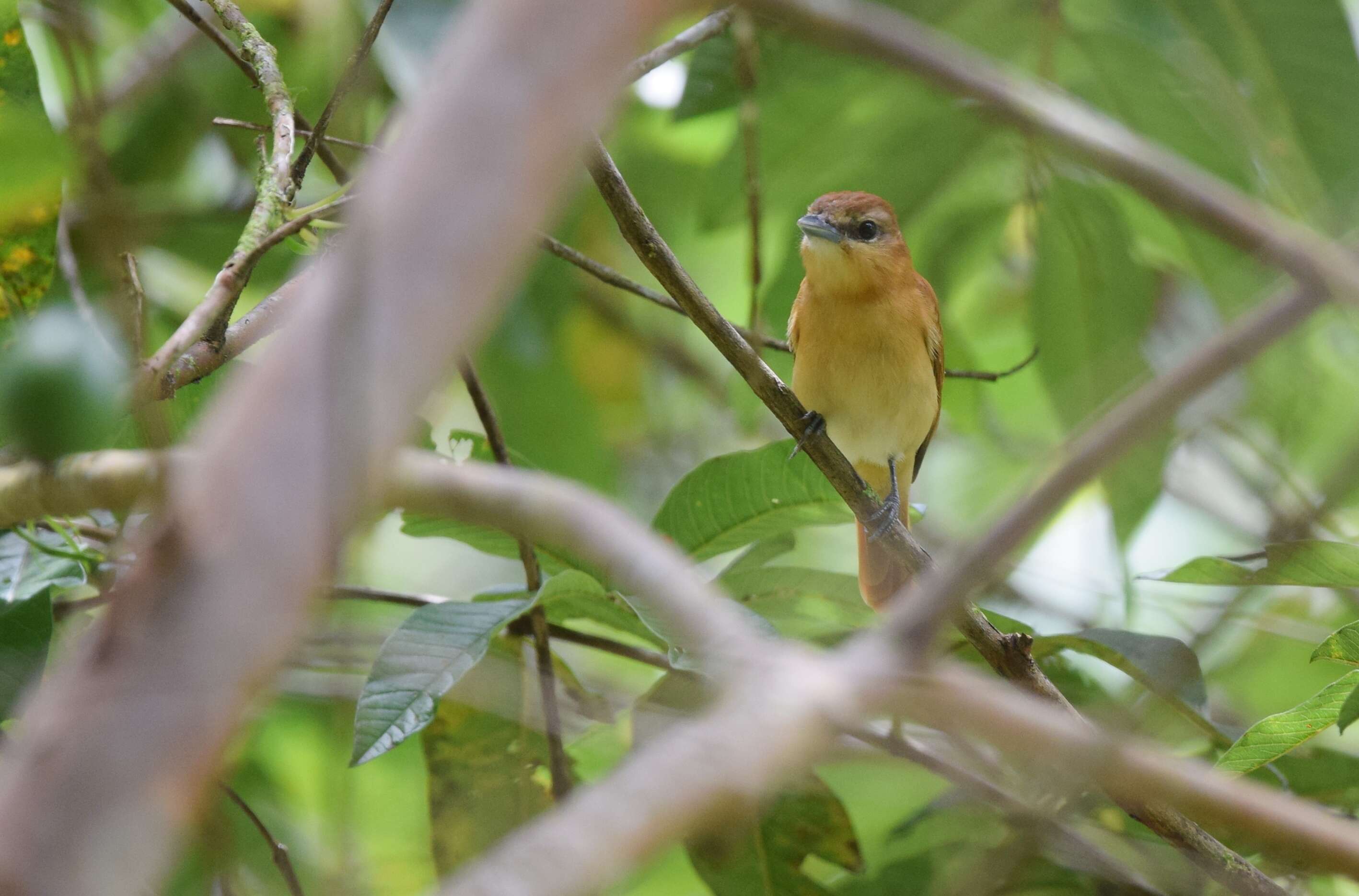 Plancia ëd Pachyramphus cinnamomeus Lawrence 1861