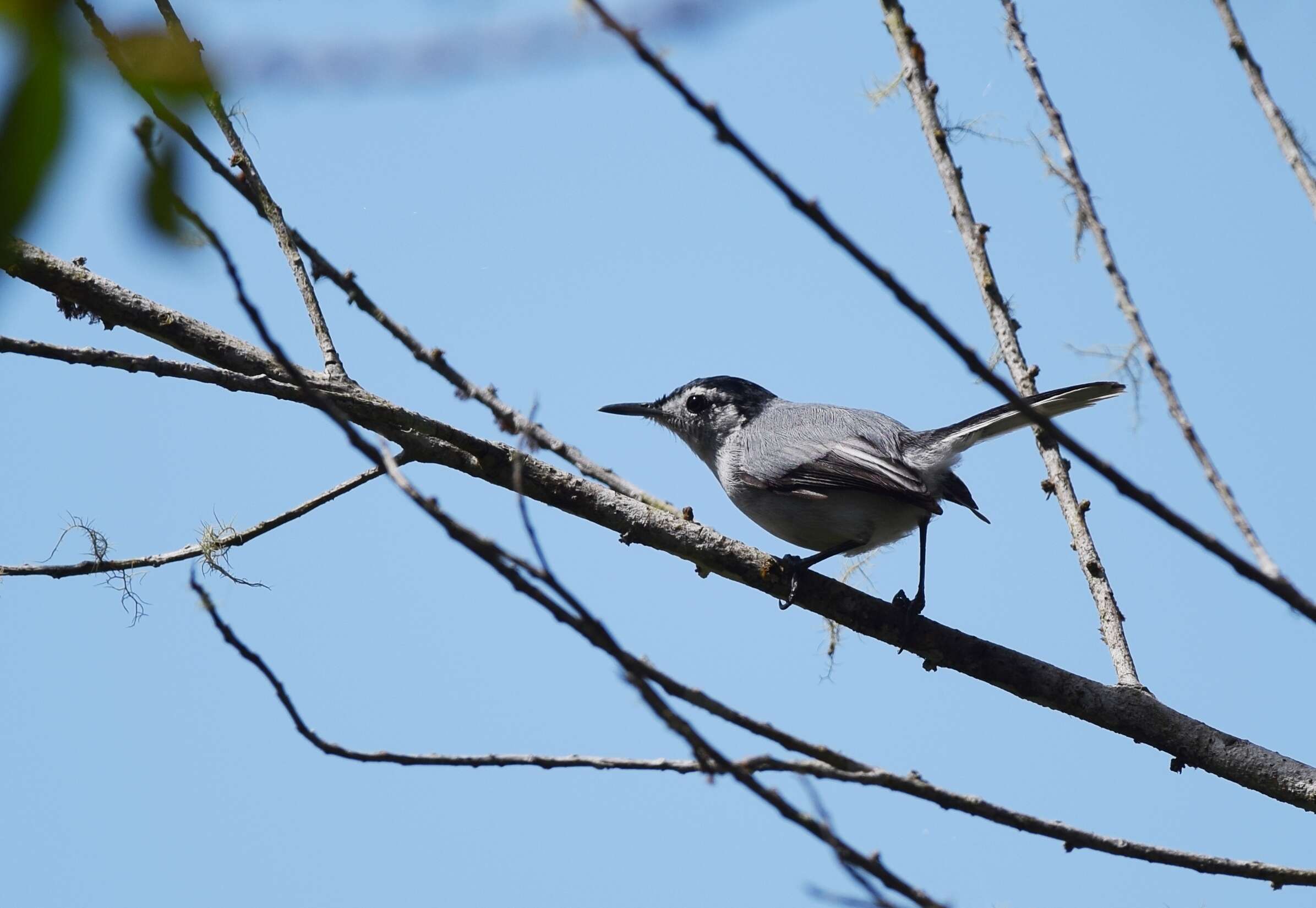 Image of Polioptila bilineata