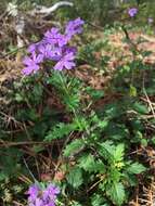 Imagem de Glandularia maritima (Small) Small