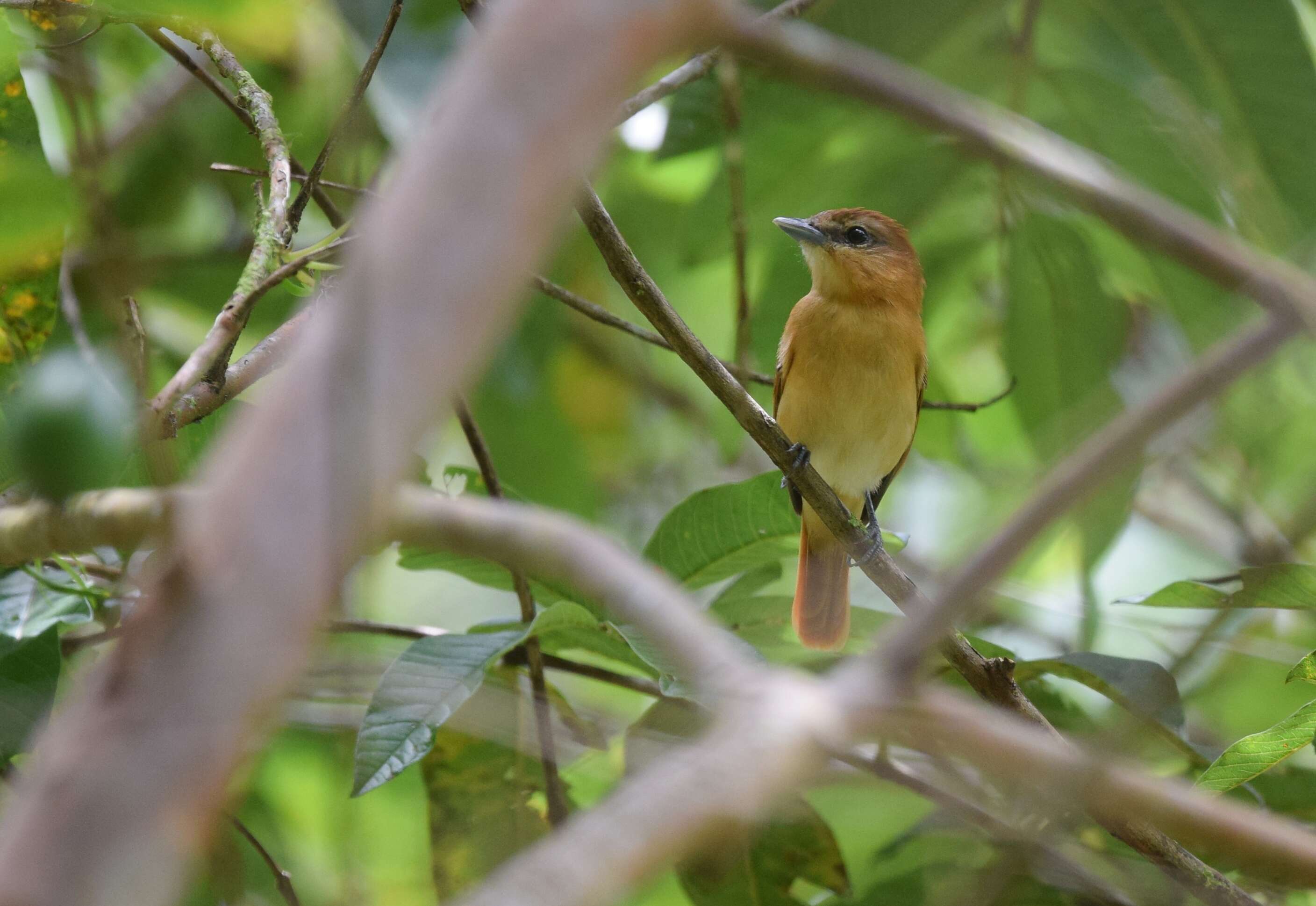 Plancia ëd Pachyramphus cinnamomeus Lawrence 1861