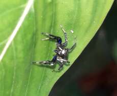 Image of Phintella vittata (C. L. Koch 1846)