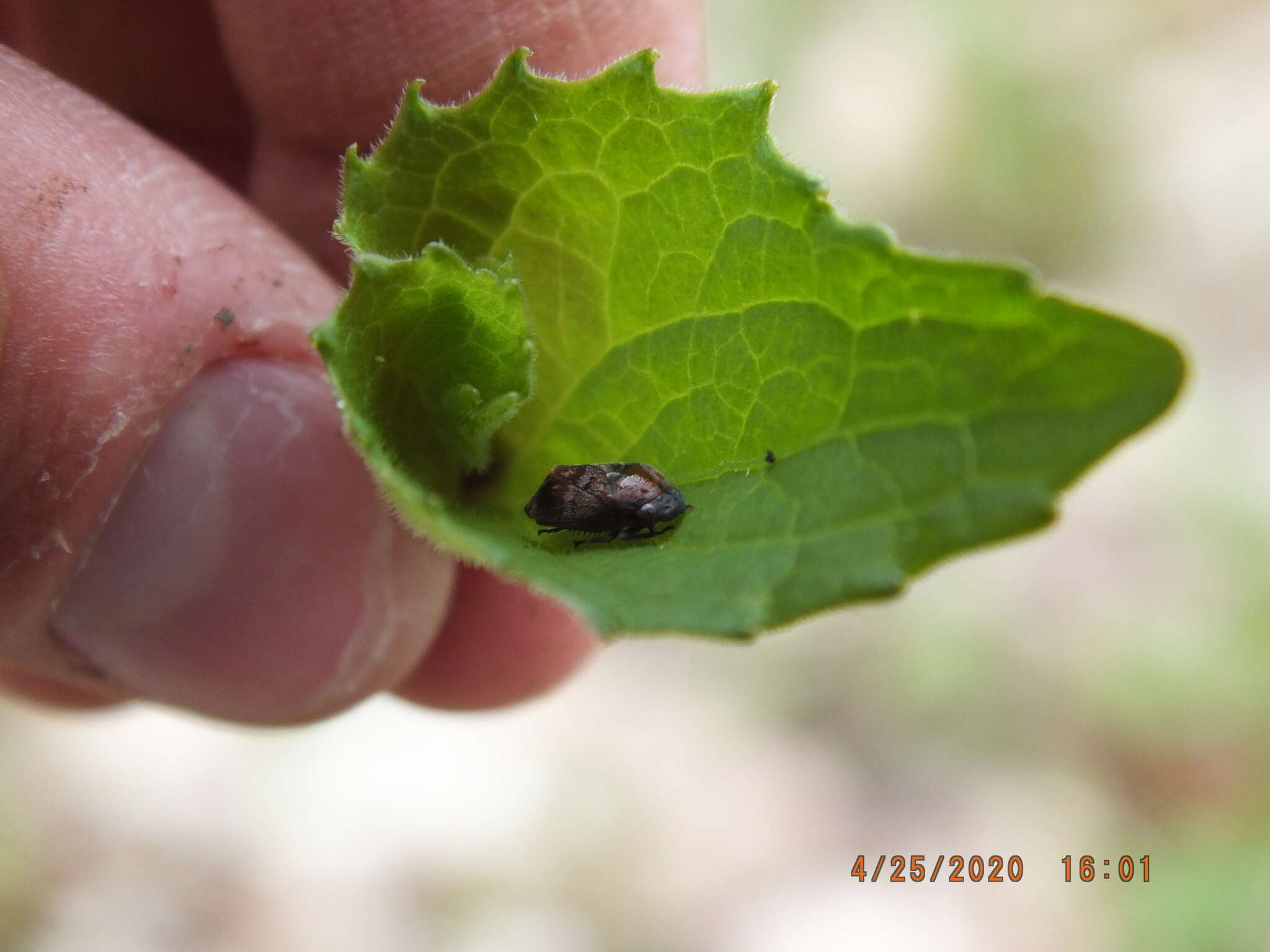 Image of Penthimia americana Fitch 1851