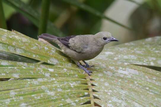 Image of Palm Tanager