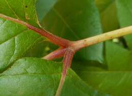 Toxicodendron radicans subsp. pubens (Engelm. ex Watson) Gillis的圖片