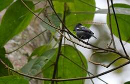 Image of White-winged Becard