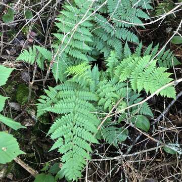 Athyrium asplenioides var. angustum (Willd.) T. Moore resmi