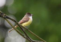 Image of Dusky-capped Flycatcher