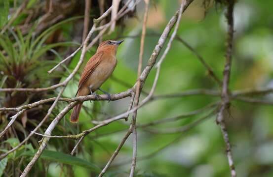 Plancia ëd Pachyramphus cinnamomeus Lawrence 1861