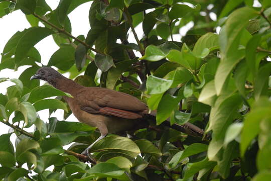 Image of Gray-headed Chachalaca