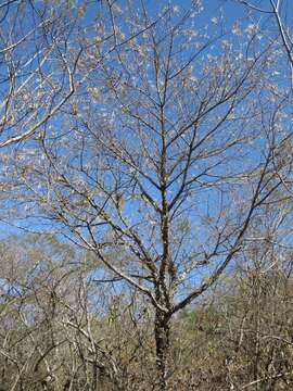 Image of Ceiba aesculifolia subsp. parvifolia (Rose) P. E. Gibbs & Semir