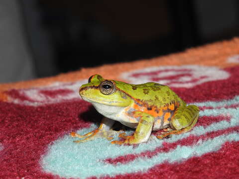 Image of Green tree frog