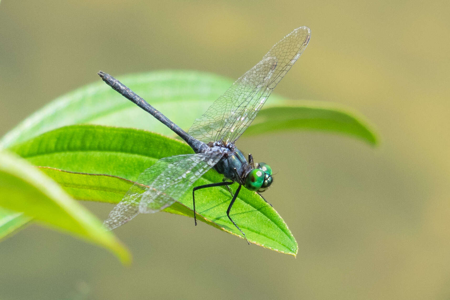 Imagem de Chalybeothemis fluviatilis Lieftinck 1933