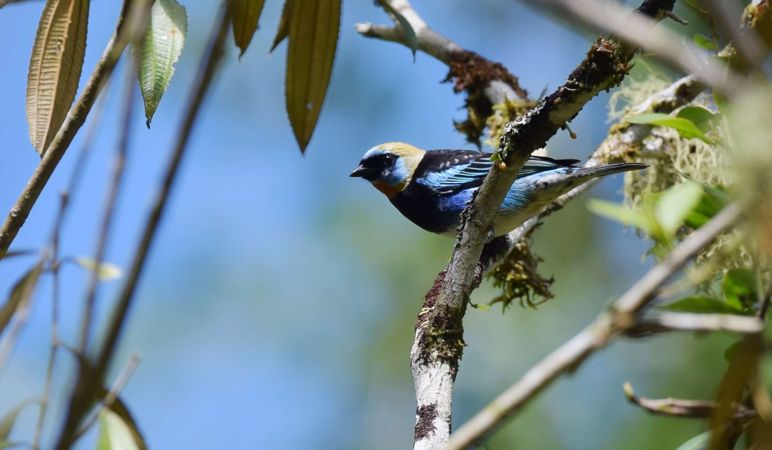 Image of Tangara larvata