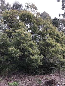 Plancia ëd Acacia prominens A. Cunn. ex G. Don