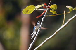 Image of Purple-crowned Fairy