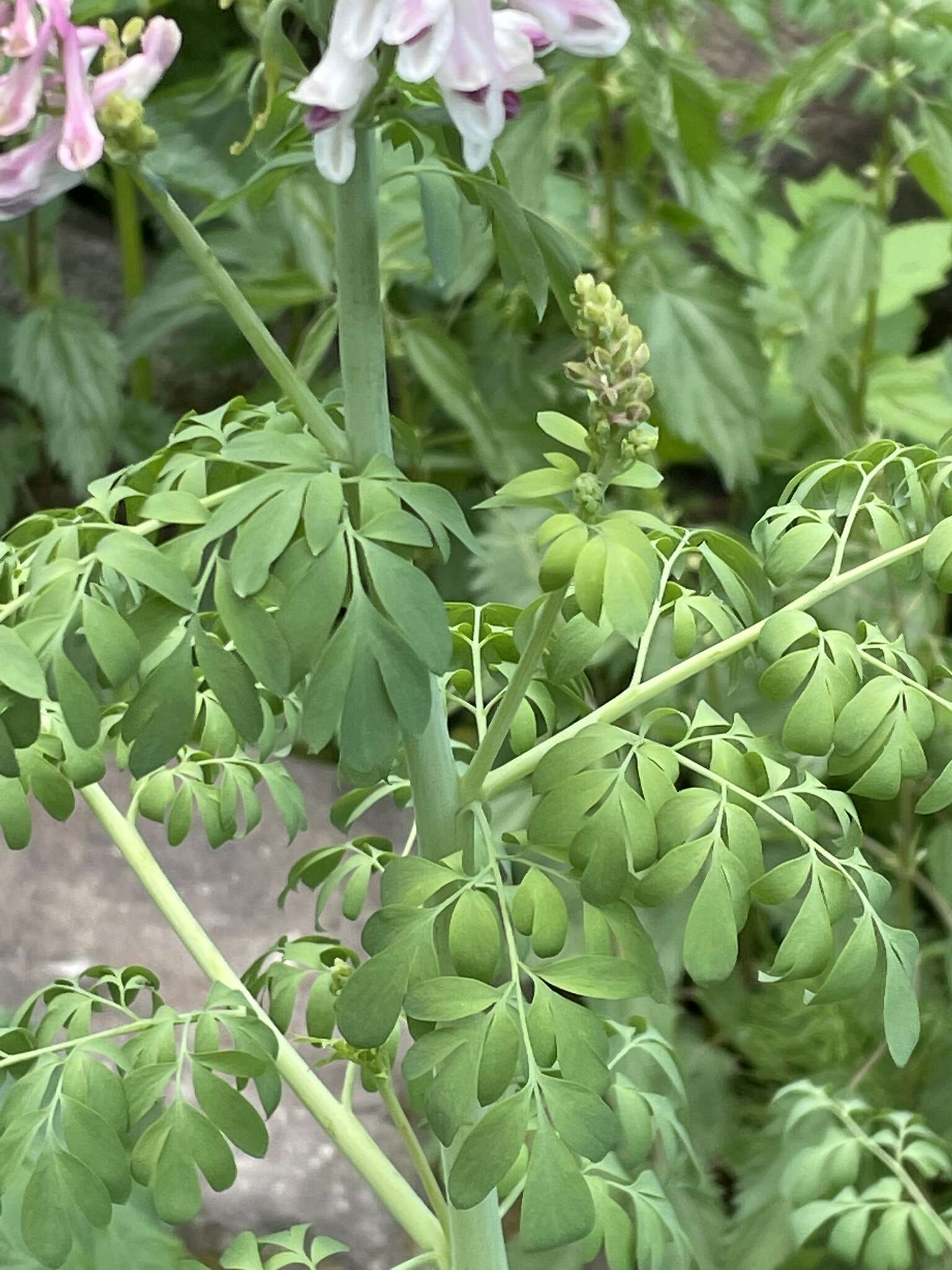 Image de Corydalis caseana A. Gray