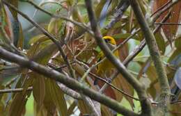 Image of Silver-throated Tanager