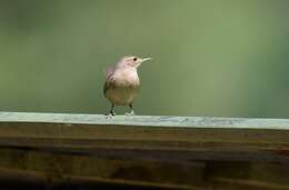 Image of House Wren