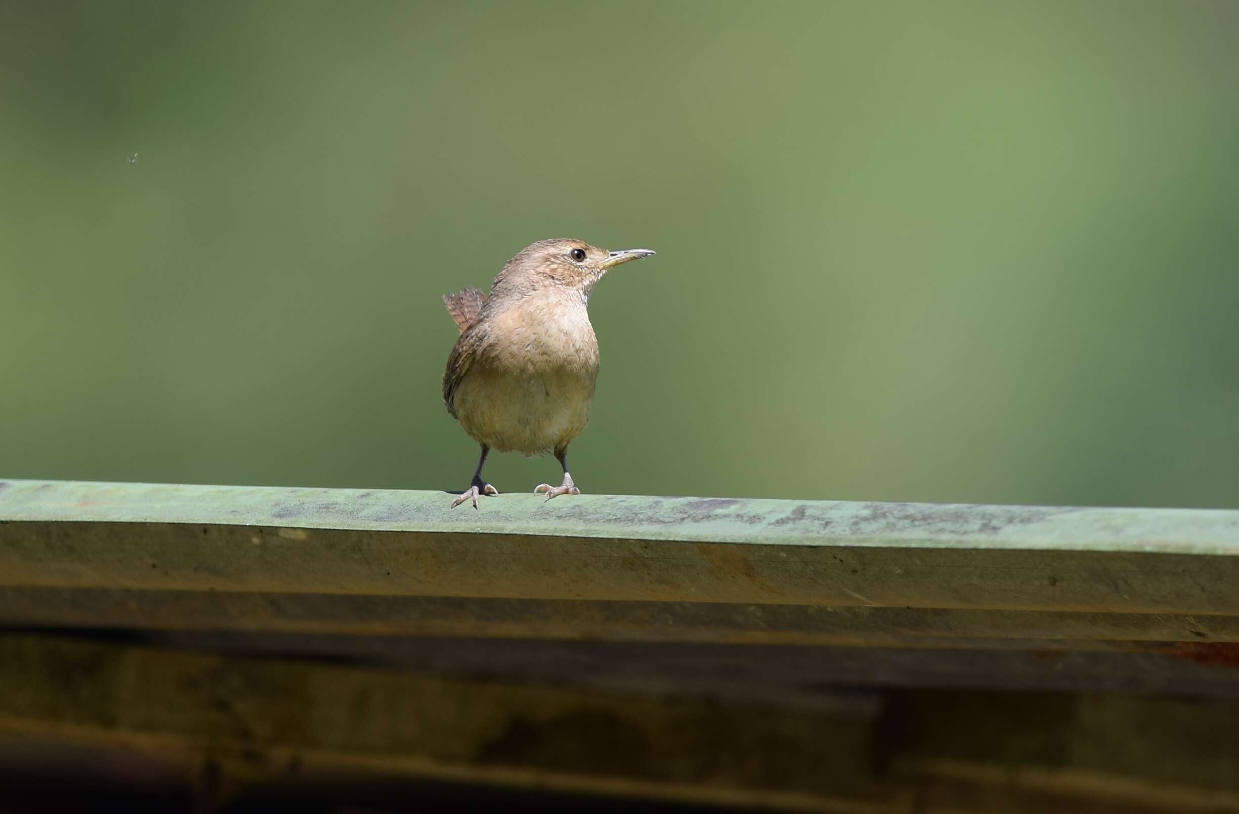 Image of House Wren