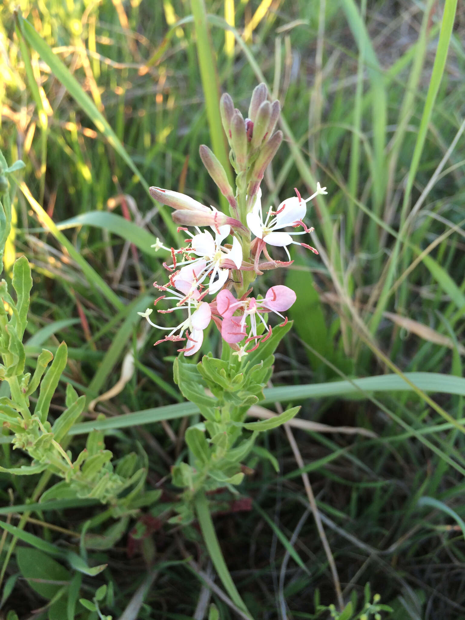 Oenothera suffrutescens (Ser.) W. L. Wagner & Hoch resmi