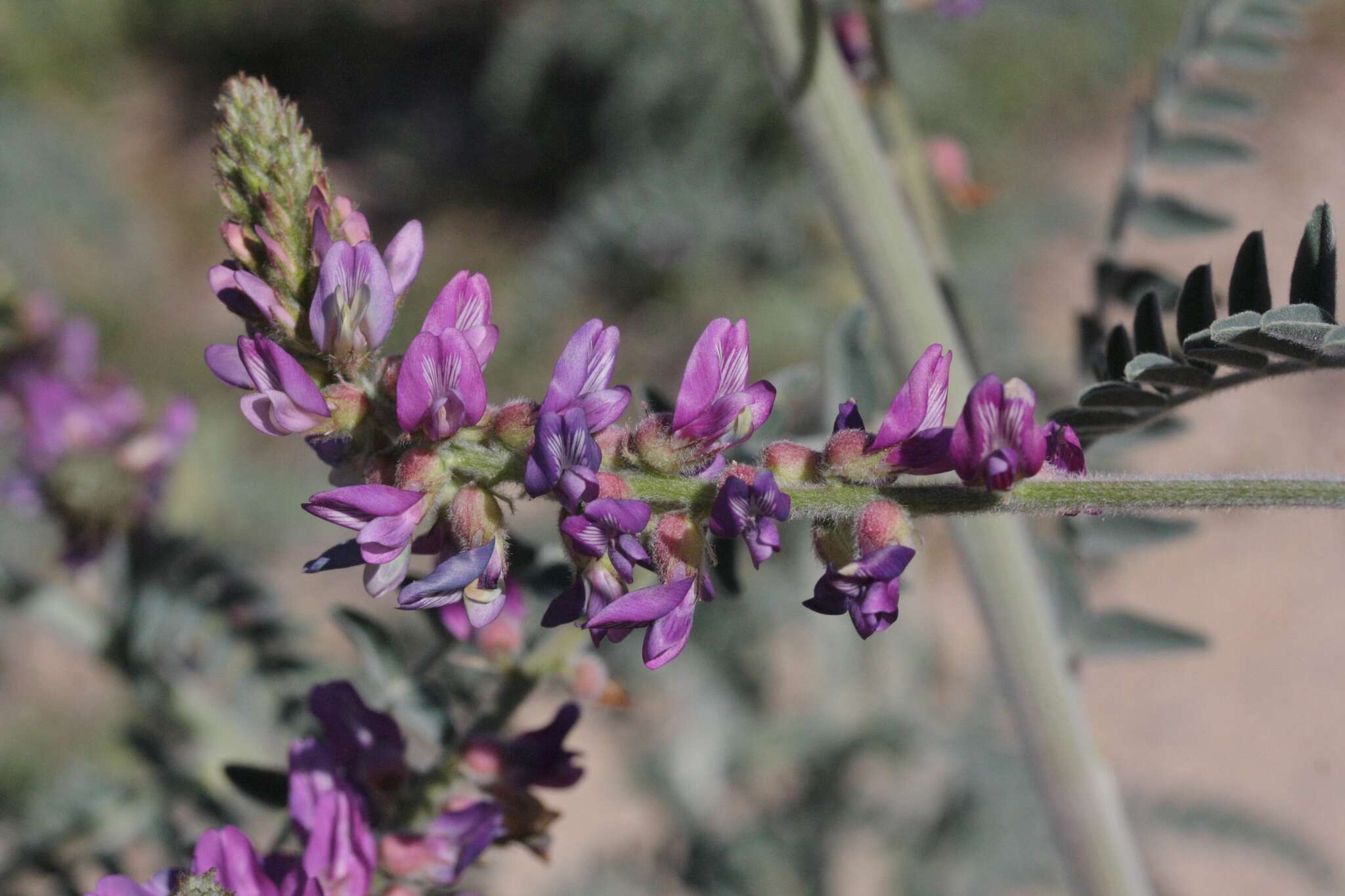 Plancia ëd Astragalus brauntonii Parish