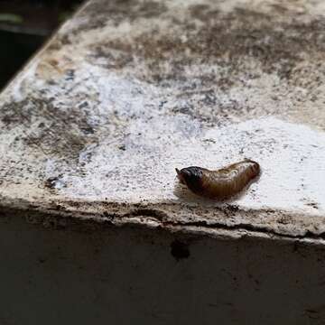 Image of Caterpillar slug