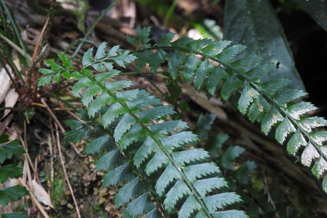 Plancia ëd Polystichum hancockii (Hance) Diels