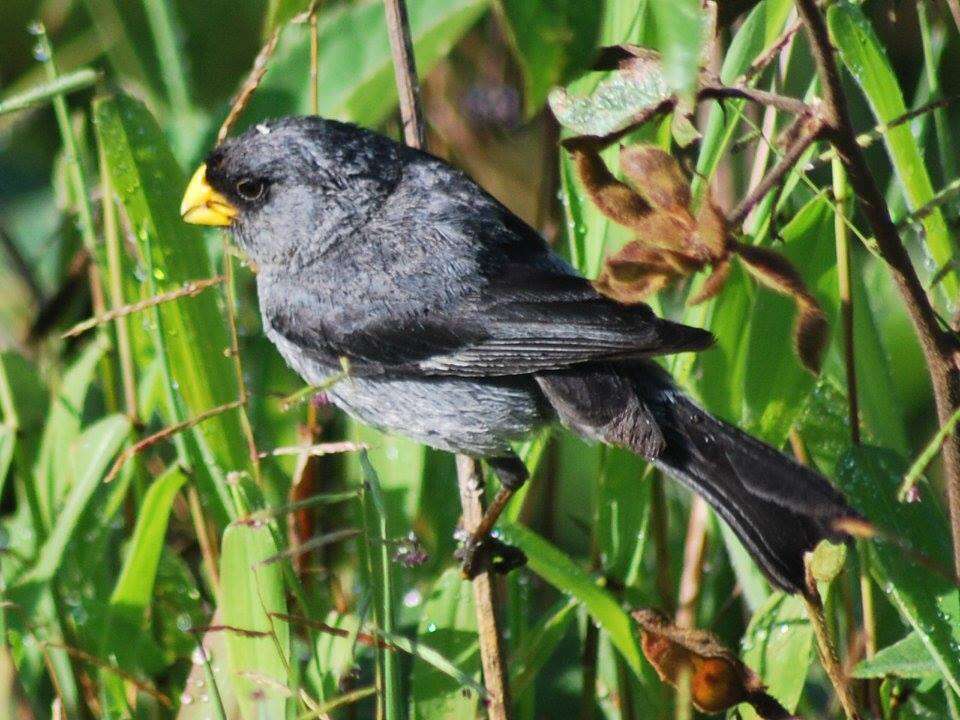 Image of Band-tailed Seedeater