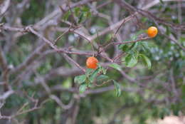 Image of Fontainea pancheri (Baill.) Heckel