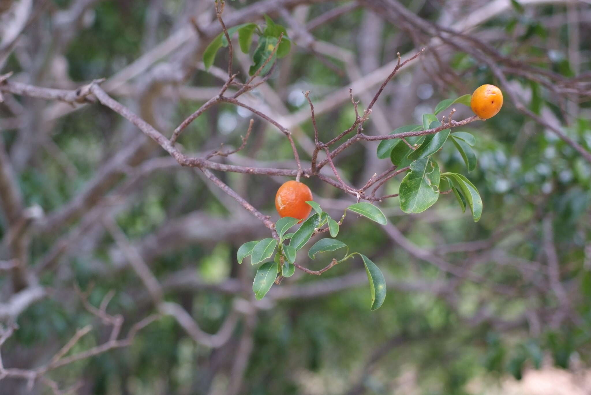 Fontainea pancheri (Baill.) Heckel resmi