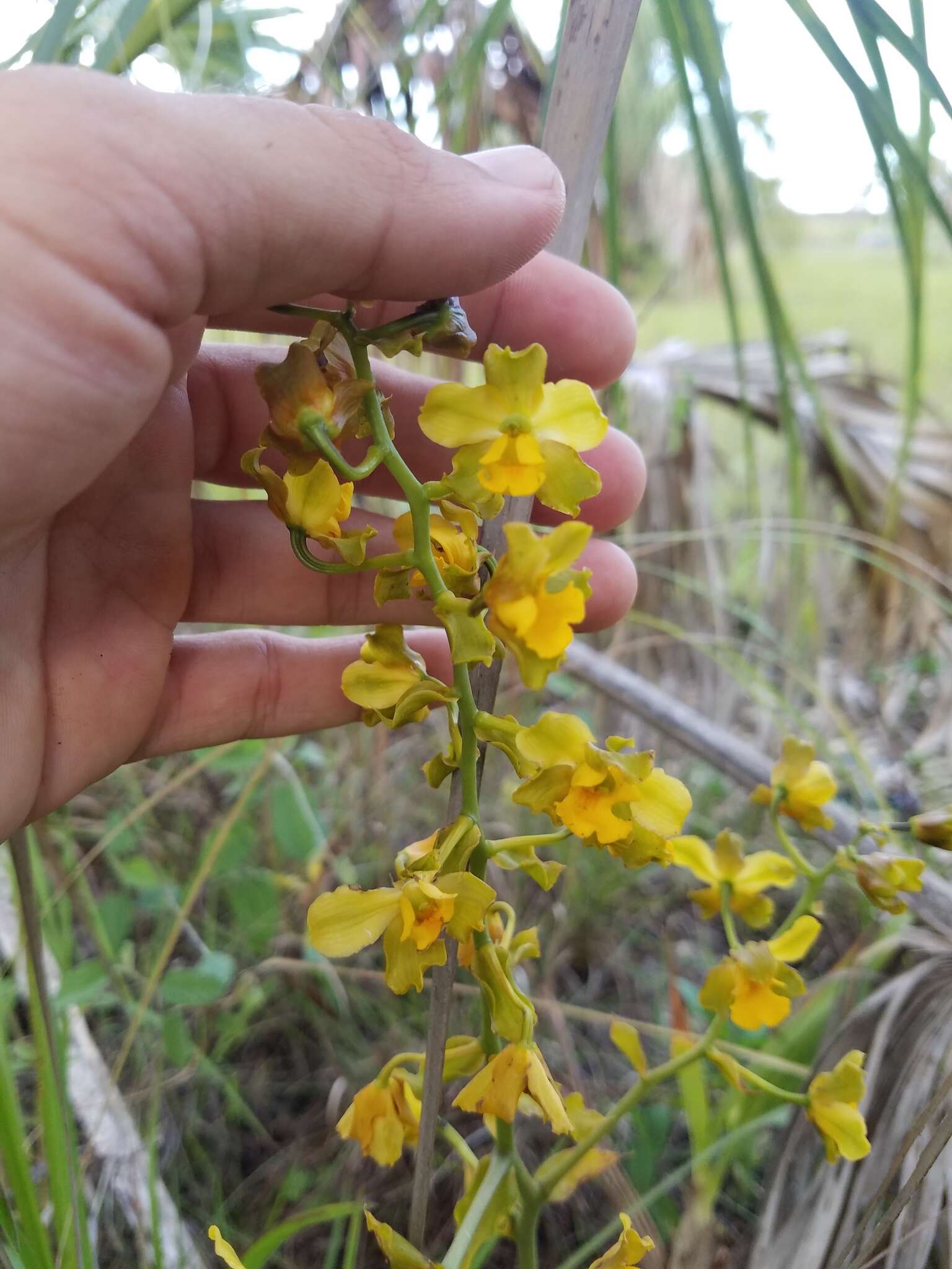 Image of terrestrial cowhorn orchid