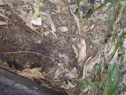 Image of Yellow-Faced Whip Snake