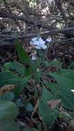 Eranthemum roseum (Vahl) R. Br. resmi