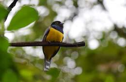 Imagem de Trogon caligatus Gould 1838