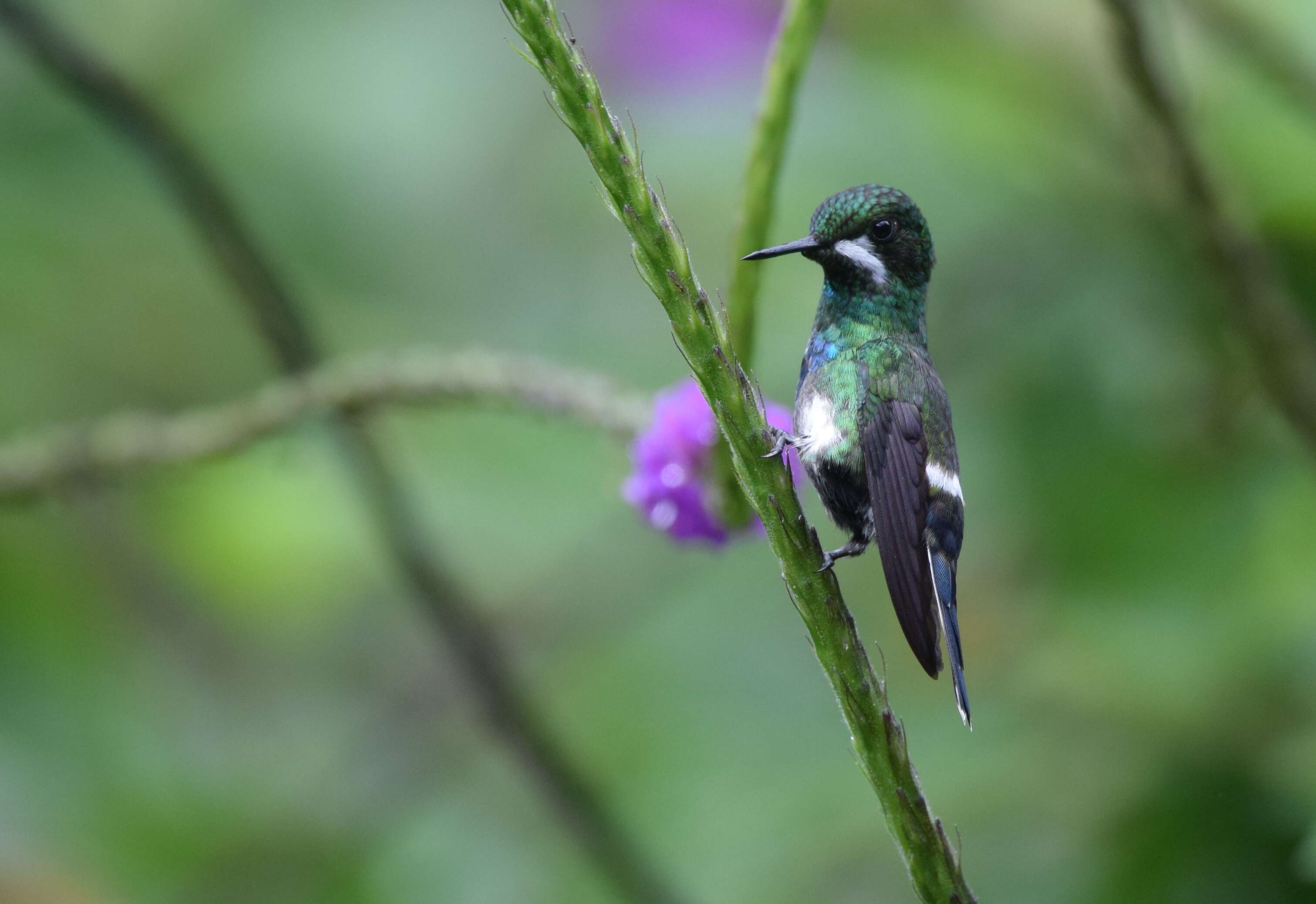 Image of Green Thorntail