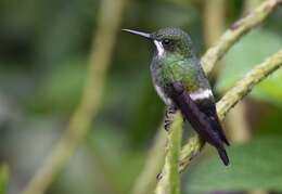 Image of Green Thorntail