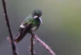 Image of Green Thorntail