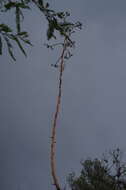 Agave americana subsp. americana resmi