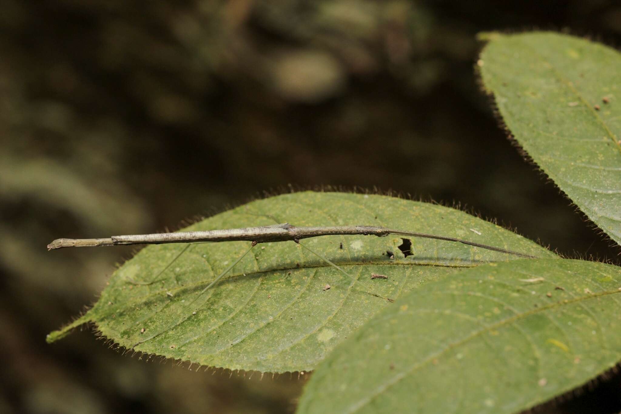 Image of Singaporoidea meneptolemus (Westwood 1859)