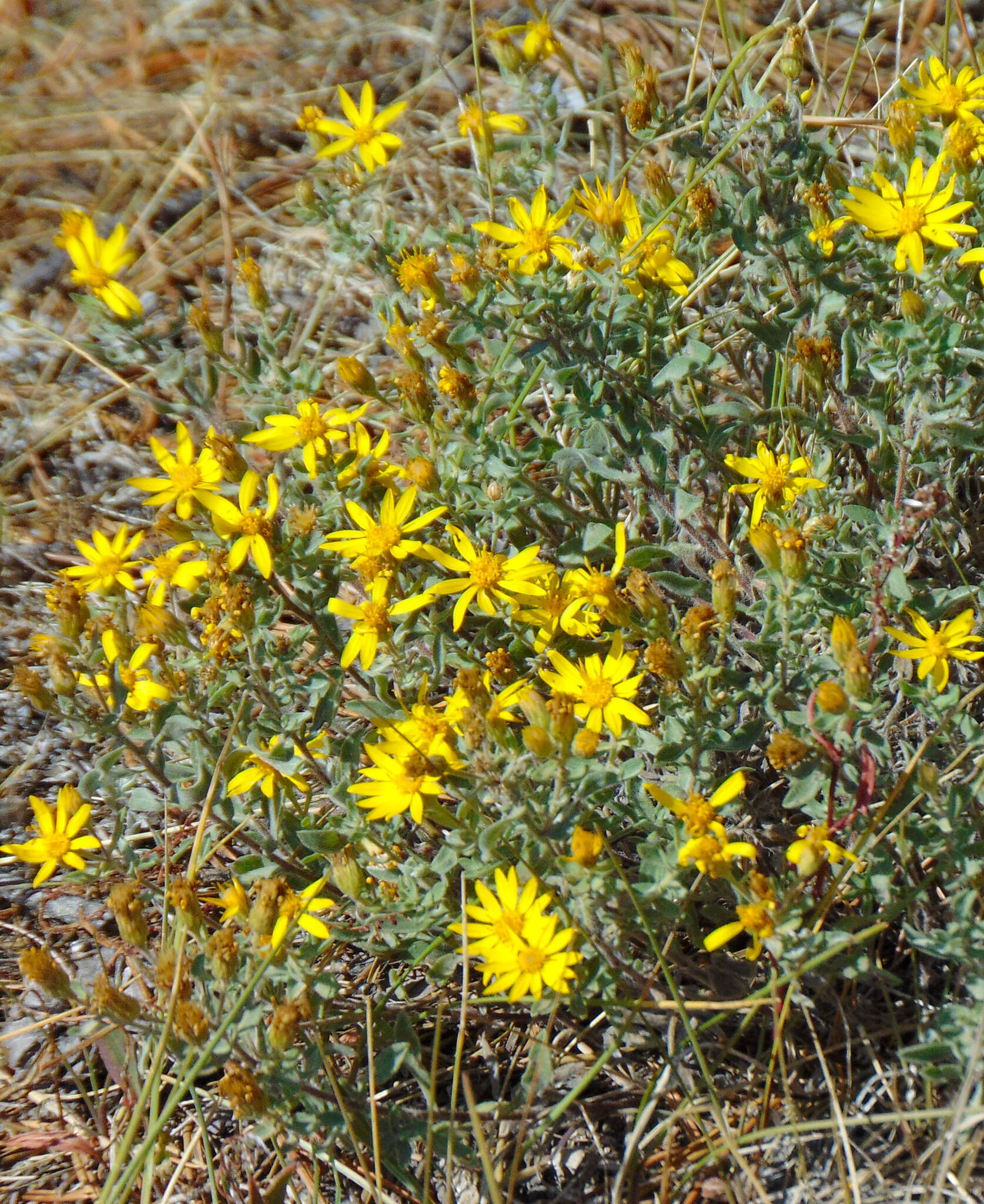 Image of hairy false goldenaster