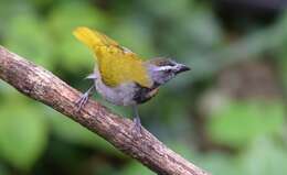 Image of Buff-throated Saltator