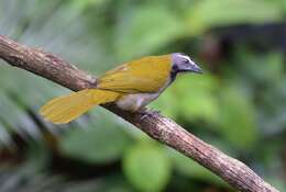 Image of Buff-throated Saltator