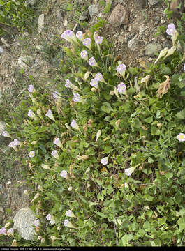 Image of Ipomoea jicama T. S. Brandeg.